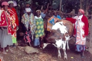 Eine der Kühe der Kapkitony Frauengruppe, die am Tag ca. 20 Liter Milch liefert