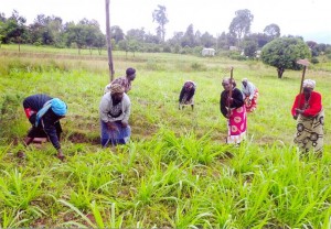 Die Frauen der Kapkitony Gruppe bearbeiten das spezielle, schnell wachsende Nappier Grass, mit dem ihre Kühe gefüttert werden. Die zweite Frau vorne von rechts ist die Geschäftsführerin der Gruppe, Nancy Rotich, die im November 2013 in Hürth war.